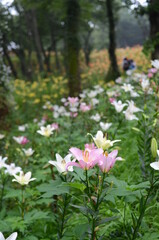 ところざわゆり園の百合