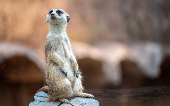 Meerkat Wildlife Animal © Aris Suwanmalee