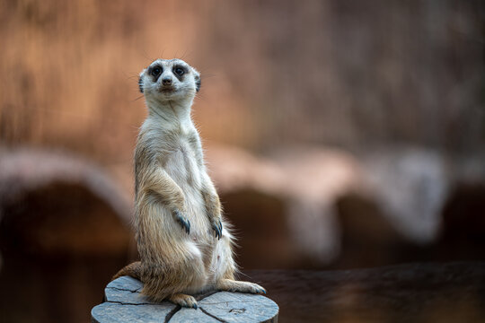 Meerkat Wildlife Animal © Aris Suwanmalee