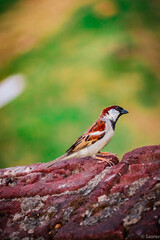 red winged blackbird