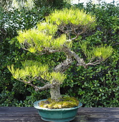 Japanese dwarf pine-bonsai on a background of greenery in a botanical garden