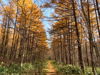 Autumn forest in Hokkaido, Japan (Larix kaempferi, Japanese larch, karamatsu)