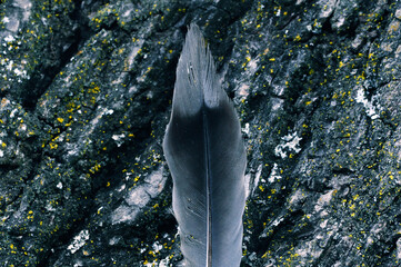 Pluma sobre corteza de árbol 