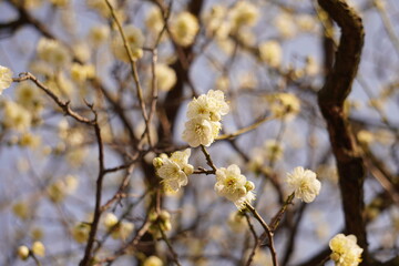 梅　春間近