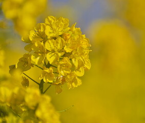 bright yellow canola flowers close up with bokeh