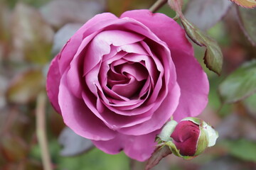 紫色のバラのクローズアップ（品種名　プラム パーフェクト）