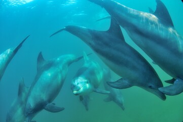 Obraz na płótnie Canvas 日本海、能登島のイルカの家族