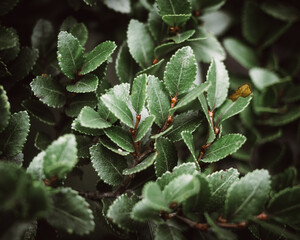 green plants