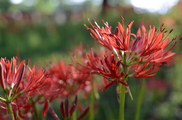 巾着田の彼岸花