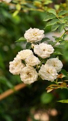 Lady banks climbing roses - Rosa banksiae in bloom