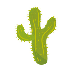 cactus scculent plant