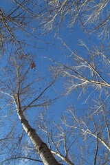 Trees and Blue Sky Above Us, Gold Bar Park, Edmonton, Alberta