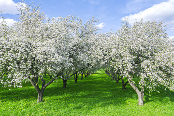 apple trees in full bloom during spring on blue sky background
