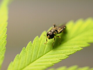 insect resting on a leaf of a cannabis plant
