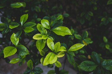 Jasmin leafs