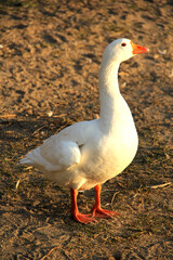 Beautiful white duck with a long neck and orange beak