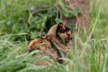 猫の横顔