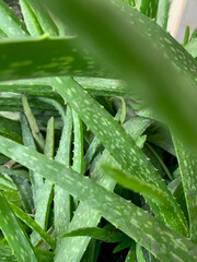 Background of Aloe vera plants.