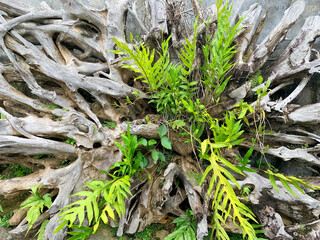The roots of the wood are dried, used as a home decoration. Background of dried wood roots.