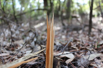 A shard/splinter of wood from a snapped branch after a storm
