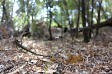 Naklejka na ściany i meble Macro shot of a tiny flower in Western Australia