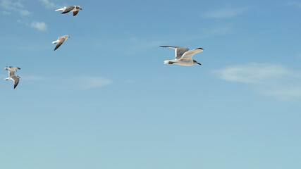 seagulls flying over the blue sky