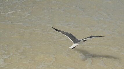 seagull flying over the sea waves