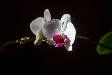 Fototapeta na wymiar Orchid flower. Spring garden. Phalaenopsis growing. Floral concept. Orchidea decorative flowers.