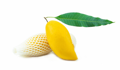A golden yellow ripe mango on a mango branch with green leaves. Isolated on white background.