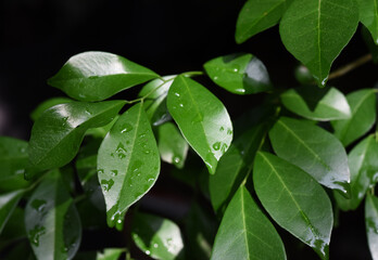 Fototapeta na wymiar close up view of green Orange Jasmine leaves with black background .