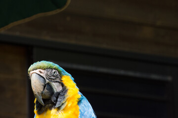 ルリコンゴウインコ