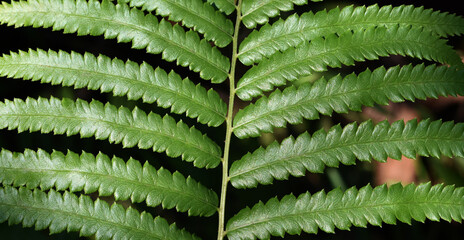 Close up view , green fern leaf in the forest