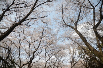 横浜緑地　三ツ池公園の桜