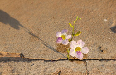 Fototapeta na wymiar Purple-white flowers that grow from the cracks in the cement floor. Blooming beautiful Concept of the great power of nature