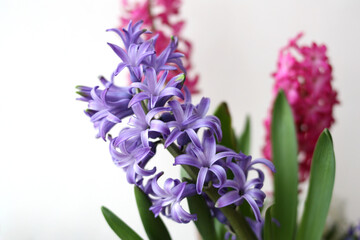 Obraz premium Blue hyacinth flower on a white background. Selective focus. Spring hyacinths blossom. Happy Easter. Close-up. There is free space for text.