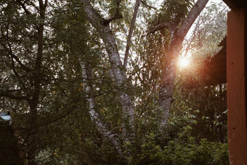 Fototapeta na wymiar sunrise sunset sunlight through leaves branch tree