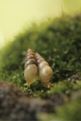 a pair of snails crawling on the moss covered with morning dew, soft focus and background bokeh