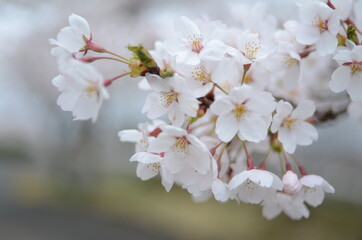 Fototapeta premium 秩父の桜