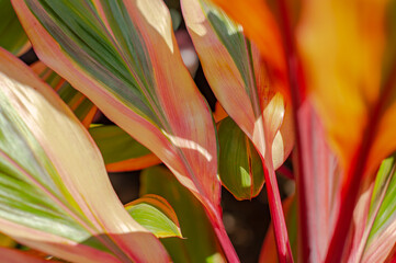 Colourful leaves close up