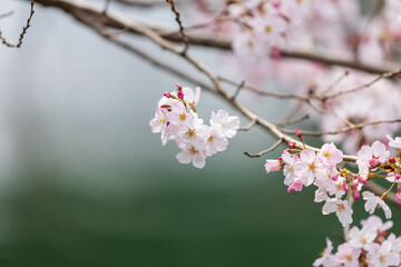 Obraz premium 白い桜、日本の春