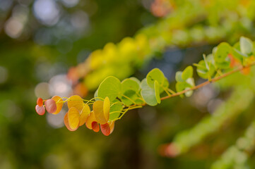 Colourful leaf close up