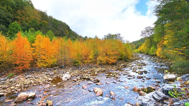 Flowing water at Red Creek near Dolly Sods, West Virginia with colorful autumn fall foliage of maple trees at Canaan valley with Appalachian mountains