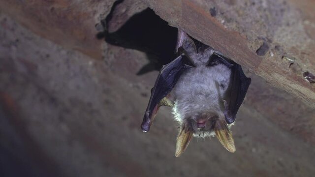 Close up strange animal Greater mouse-eared bat Myotis hanging upside down on top of cold brick arched cellar looking awakened just after hibernating. Creative wildlife take.