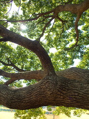 楠木の幹と若葉