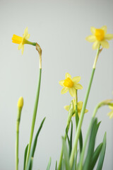 Delicate flowers of yellow daffodil
