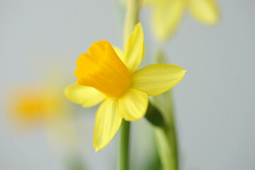 Fototapeta na wymiar Delicate flowers of yellow daffodil