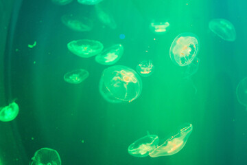 Obraz na płótnie Canvas jellyfish floating in the aquarium