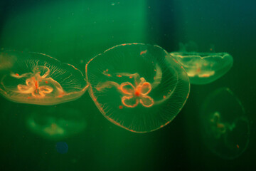 jellyfish floating in the aquarium