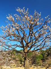 Fototapeta premium 里山の森を背景に咲く梅林の白梅