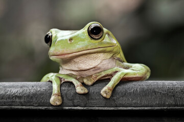 Dumpy Frog Looking At To Camera